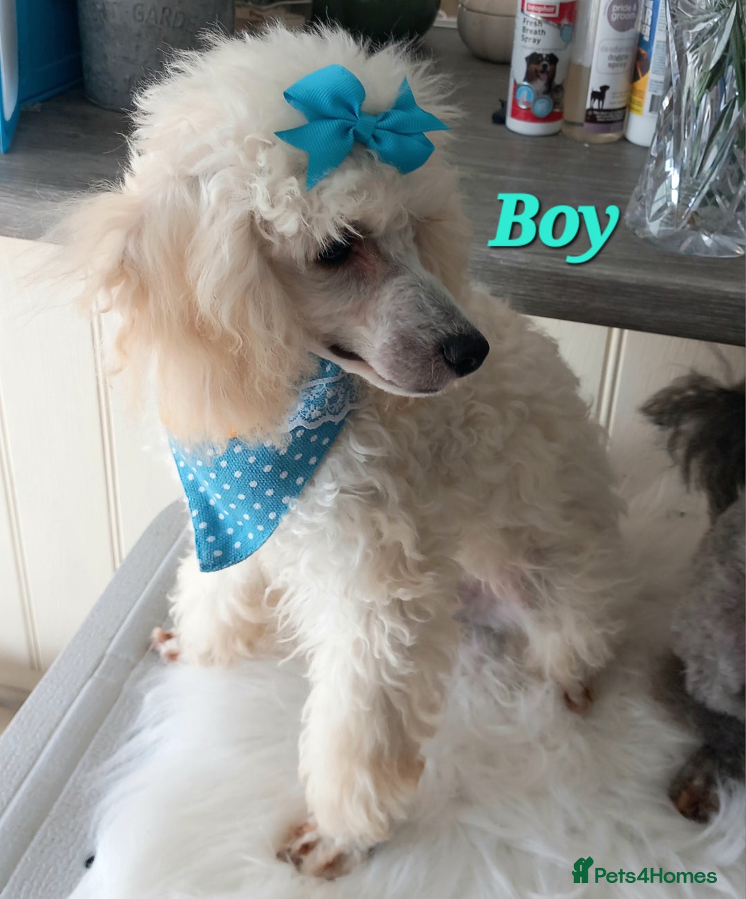 Toy Poodle dogs for sale: *REDUCED*1 WHITE BOY, 1 BLACK GIRL TOY POODLES in Colwyn Bay - Image 20