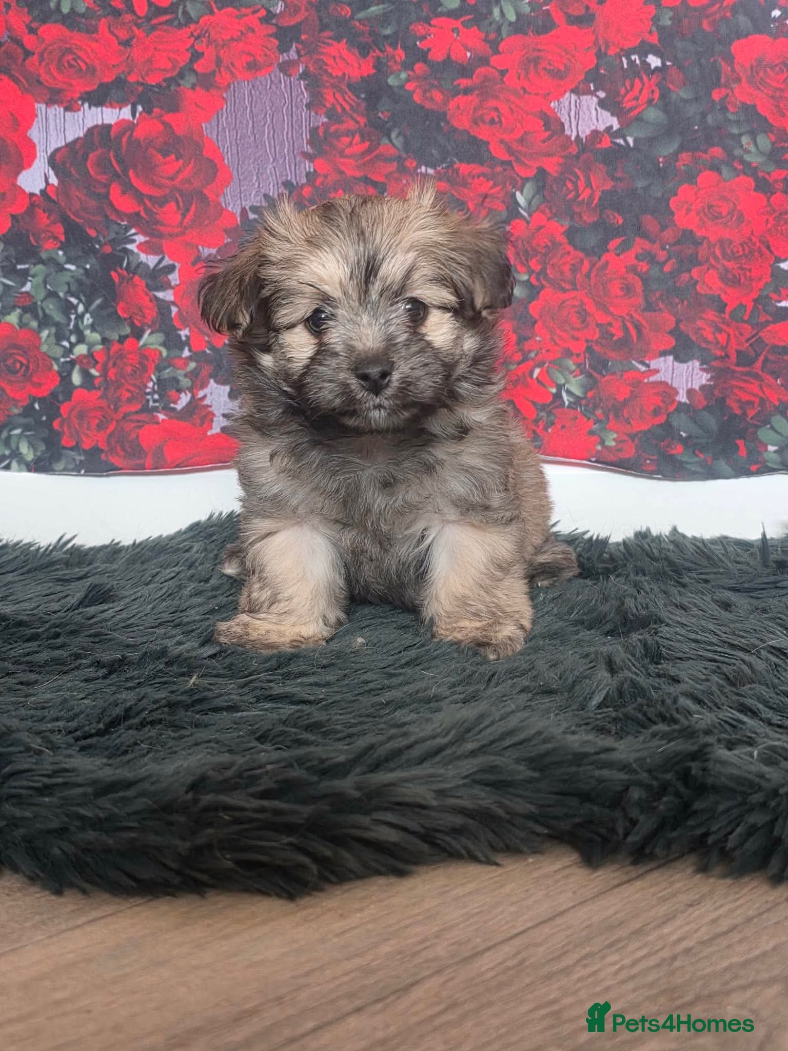 Mixed Breed dogs for sale: Stunning little malchi girl 🐾💖🐾 - Advert 7