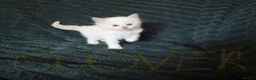 Ragdoll cats for sale: Beautiful Ragdoll Kittens Looking for Loving Home - Advert 15