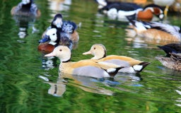 Ducks poultry for sale: Ornamental wildfowl  - Image 3