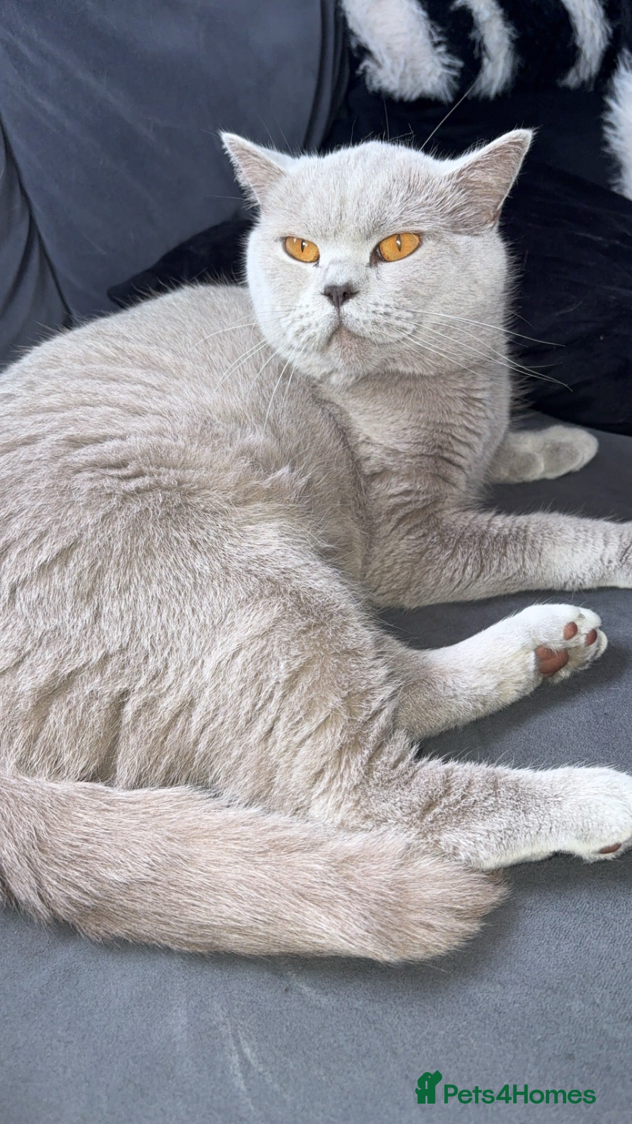 British Shorthair cats British shorthair  - Advert 13