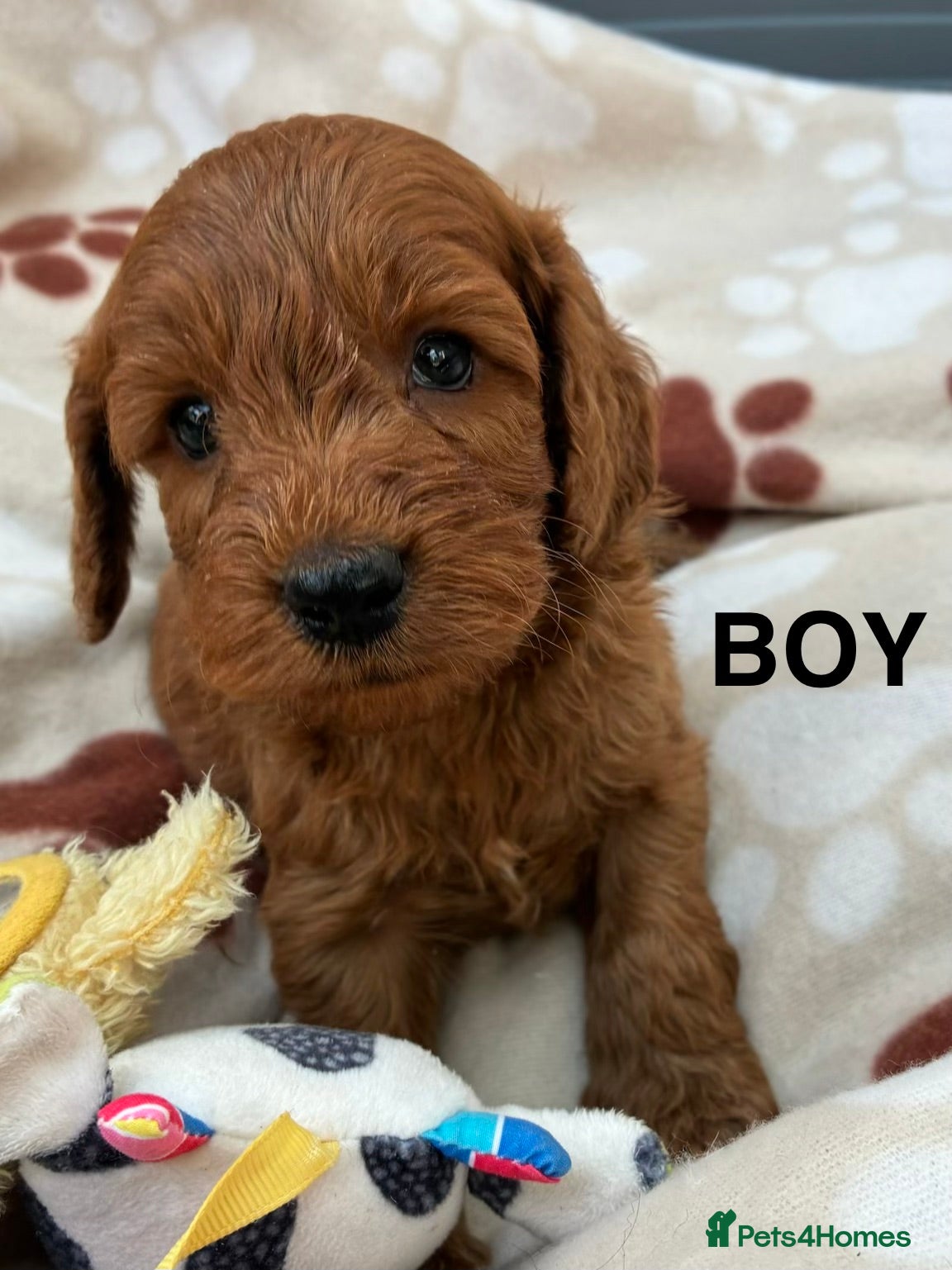 Cockapoo dogs F1 Cockapoo Puppies Available! - Advert 1