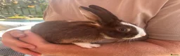 Harlequin rabbits for sale: Baby rabbits  - Advert 2