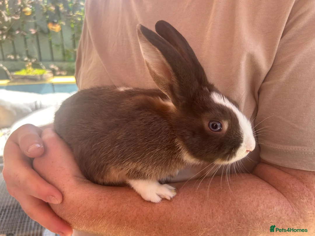 Harlequin rabbits for sale: Baby rabbits  - Advert 2