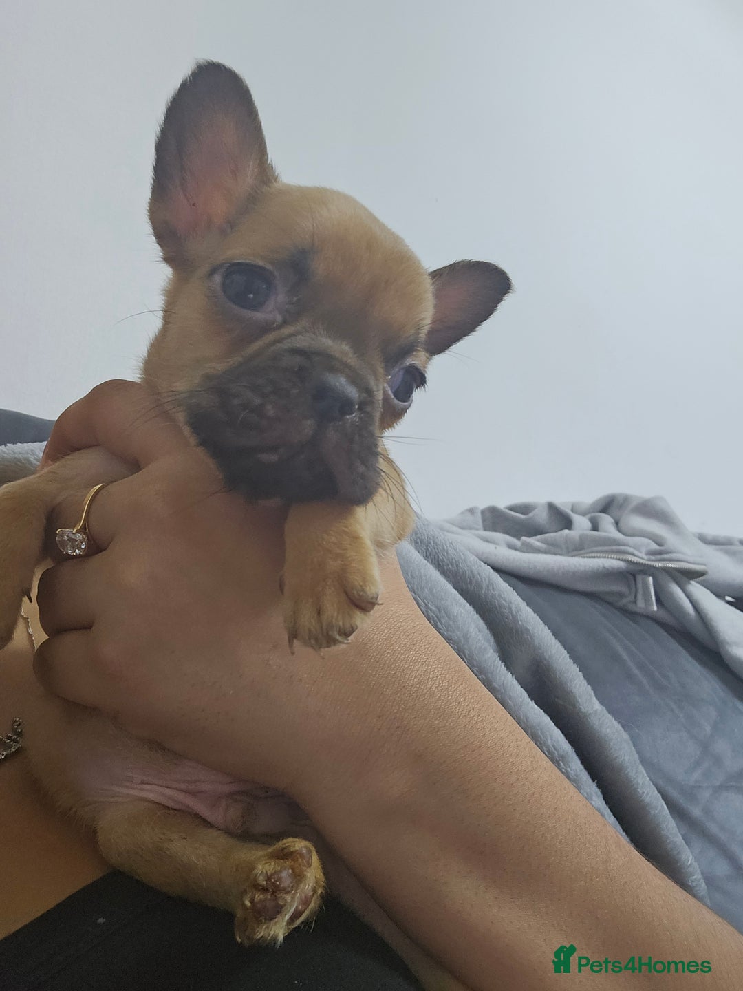 French Bulldog dogs for sale:   HIGH DNA FOR THE LOW ££ BR frenchie boys - Advert 2