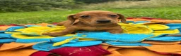 Miniature Dachshund dogs for sale: BEAUTIFUL PRA CLEAR & KC REG MINI DACHSHUNDS - Advert 21