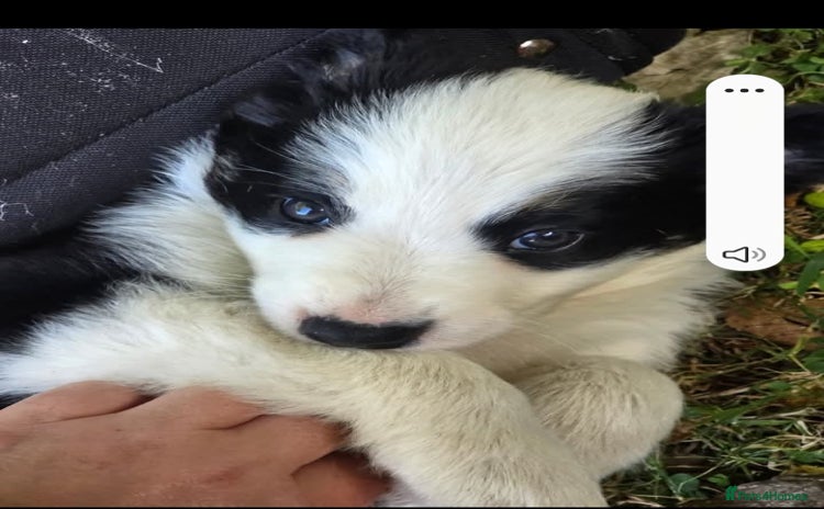 Border Collie dogs - Advert 8