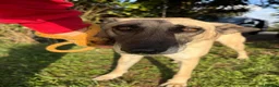 Mixed Breed dogs for adoption: Asha - Norwich Norfolk  - Advert 4