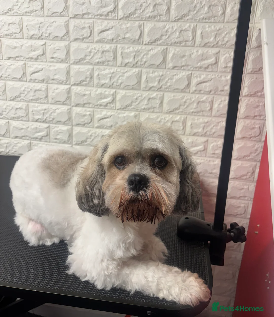 Mixed Breed dogs for sale: Cavachon & zuchon 8 and 9 years old - Advert 3