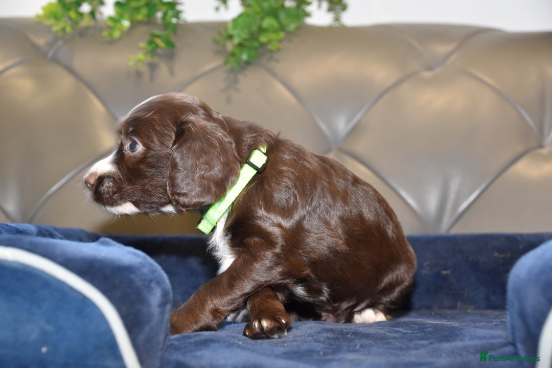 Cocker Spaniel dogs for sale: Kc Reg Health Tested Cocker Spaniel Puppies - Advert 13