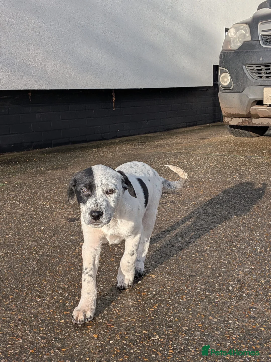 Mixed Breed dogs for sale: Beautiful Collie x Dalmatian Puppies - Advert 11