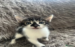 Bengal cats for sale: RUSSIAN BLUE BENGLES - Image 15