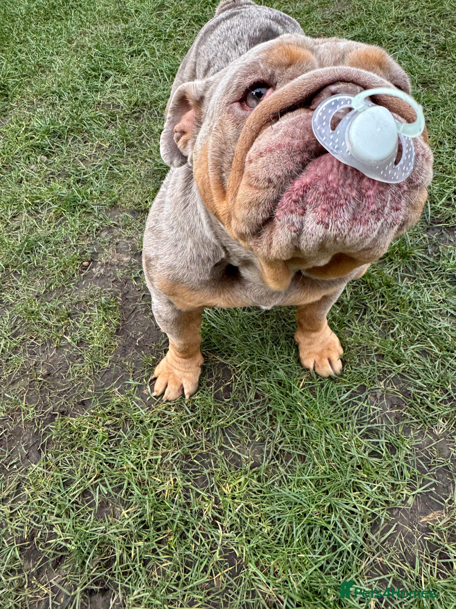 English Bulldog dogs 2 year old bulldog female  - Advert 3