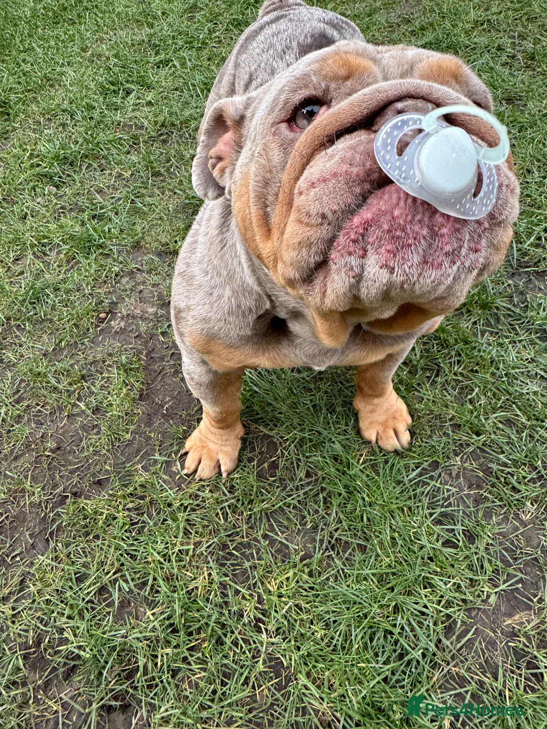 English Bulldog dogs for sale: 2 year old bulldog female  - Advert 1