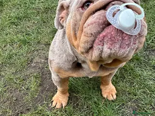 English Bulldog dogs 2 year old bulldog female - Advert 3