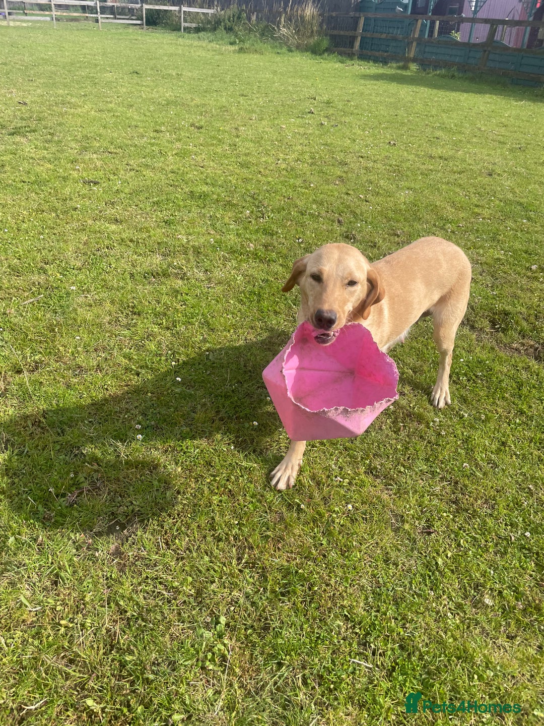Labrador Retriever dogs for sale: Labrador puppies 5 gen pedigree health tested - Image 15