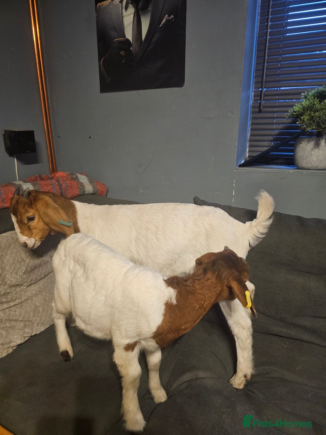 Goats livestock for sale: Two goats, one male one female - Image 12