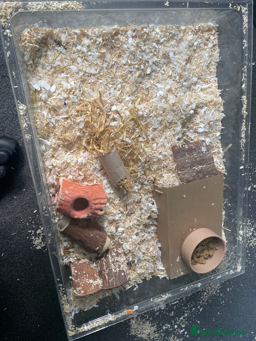 Gerbil rodents for sale: Two female gerbils for free - Advert 2