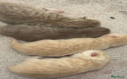 British Shorthair cats for sale: Beautiful bsh kittens  - Image 8