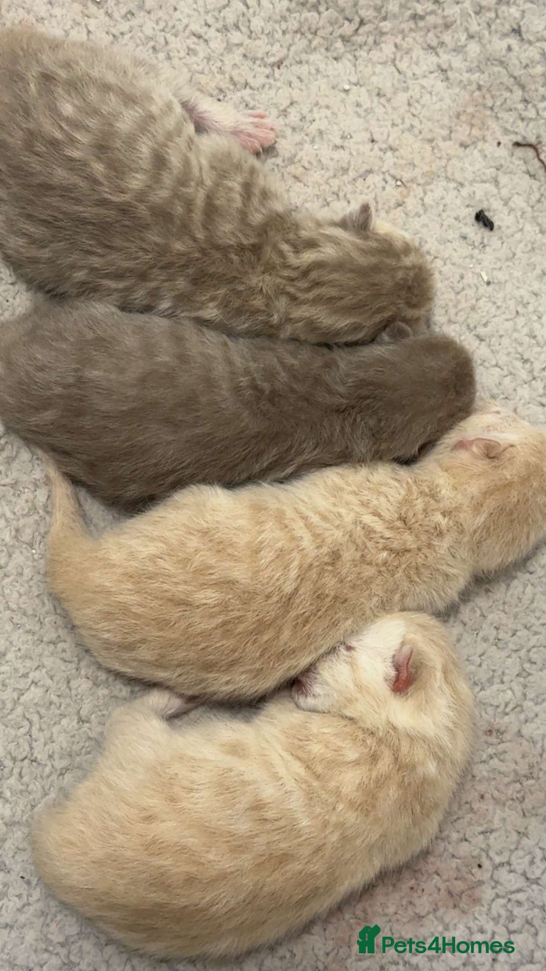 British Shorthair cats for sale: Beautiful bsh kittens  - Image 8