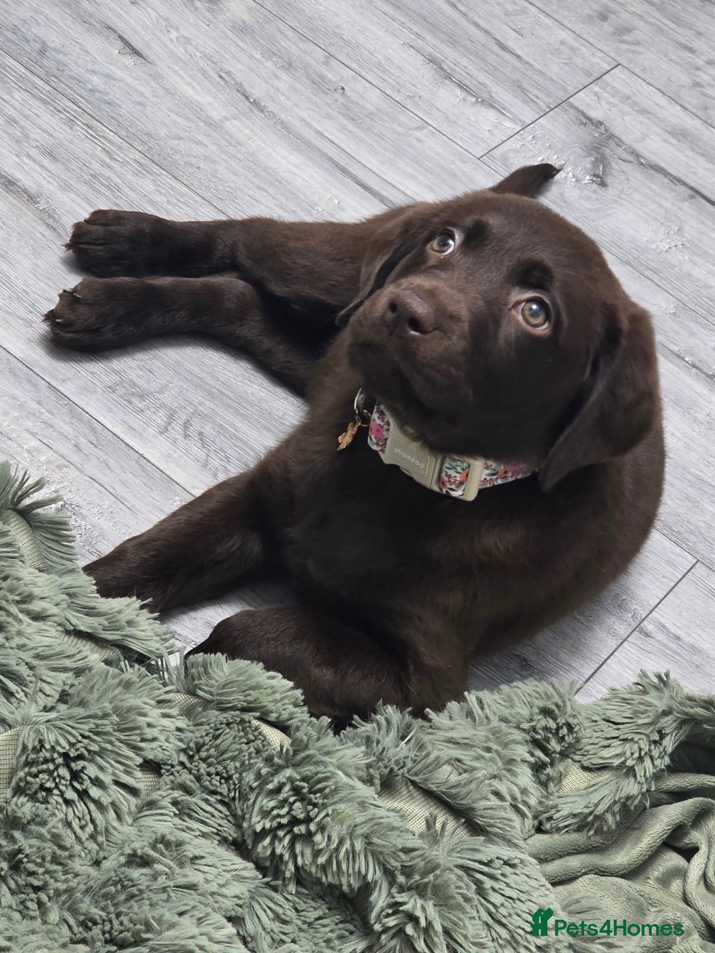 Labrador Retriever dogs Labrador retriever  - Advert 6