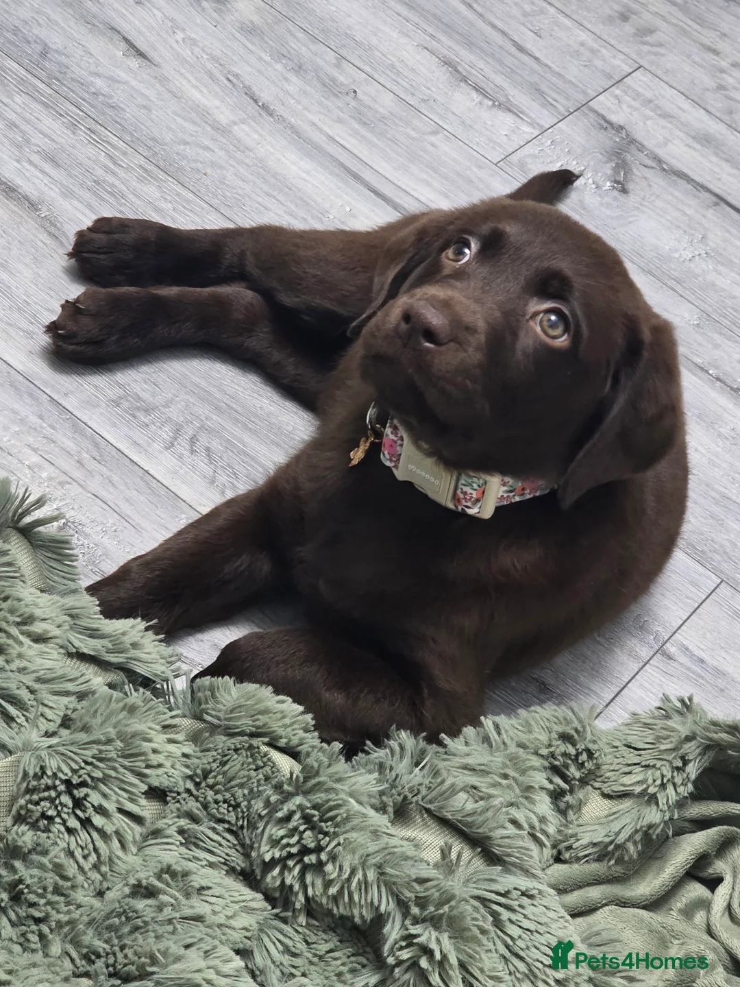 Labrador Retriever dogs for sale: Labrador retriever  - Advert 1