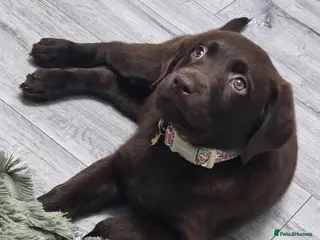 Labrador Retriever dogs Labrador retriever - Advert 6