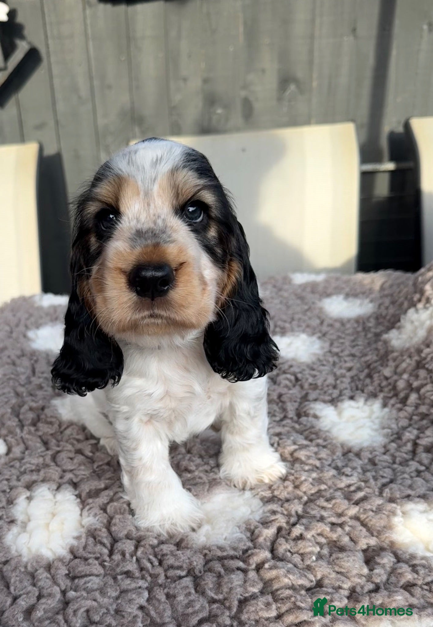 Cocker Spaniel dogs 🧡OUR LAST HANDSOME SHOW-TYPE COCKER LEFT 💙🧡 - Advert 4
