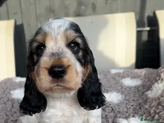 Cocker Spaniel dogs 🧡OUR LAST HANDSOME SHOW-TYPE COCKER LEFT 💙🧡 - Advert 4