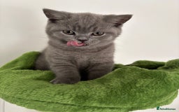 British Shorthair cats for sale: Blue British short hair kittens  in Braintree - Image 14