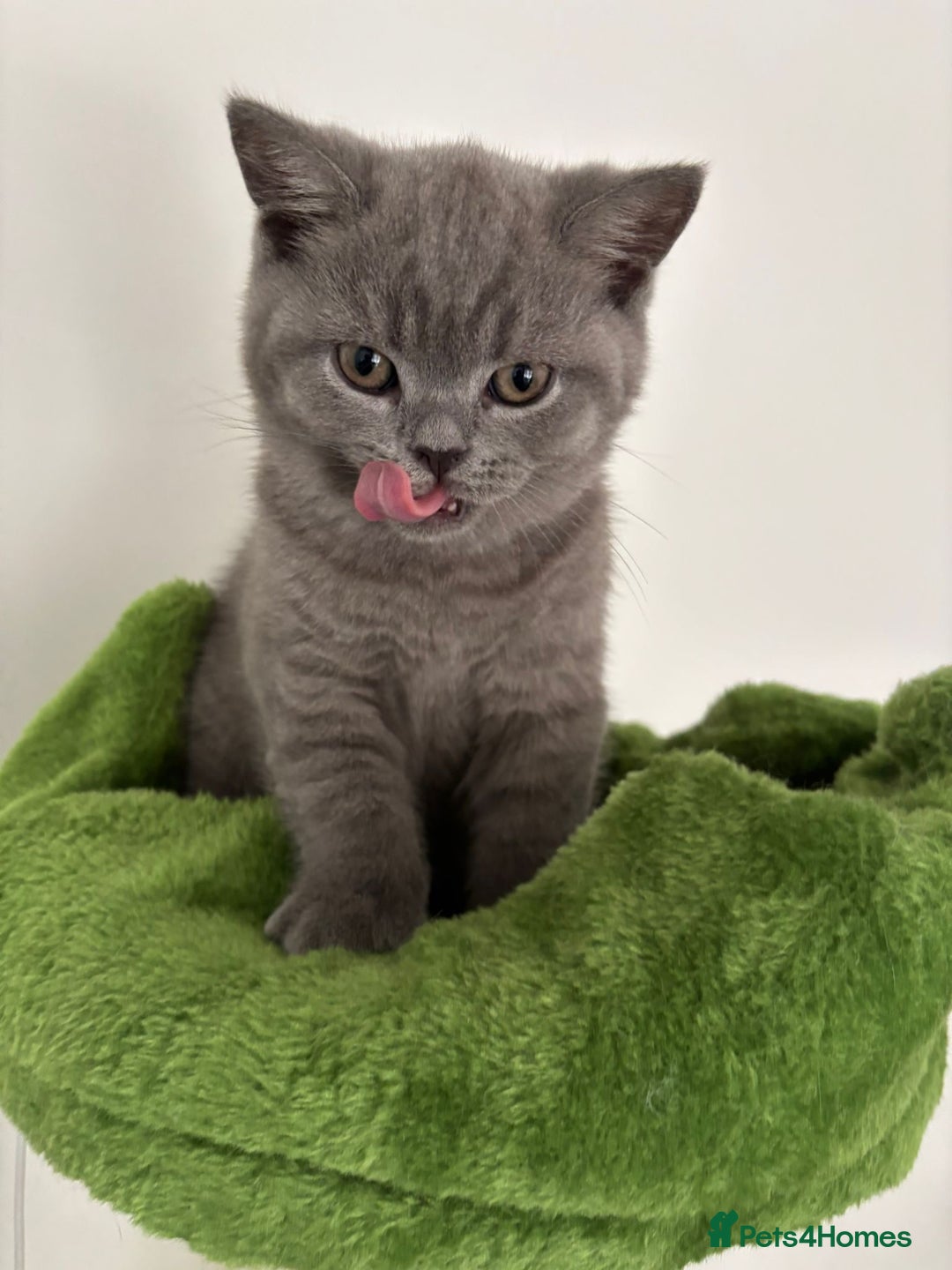 British Shorthair cats for sale: Blue British short hair kittens  in Braintree - Image 14