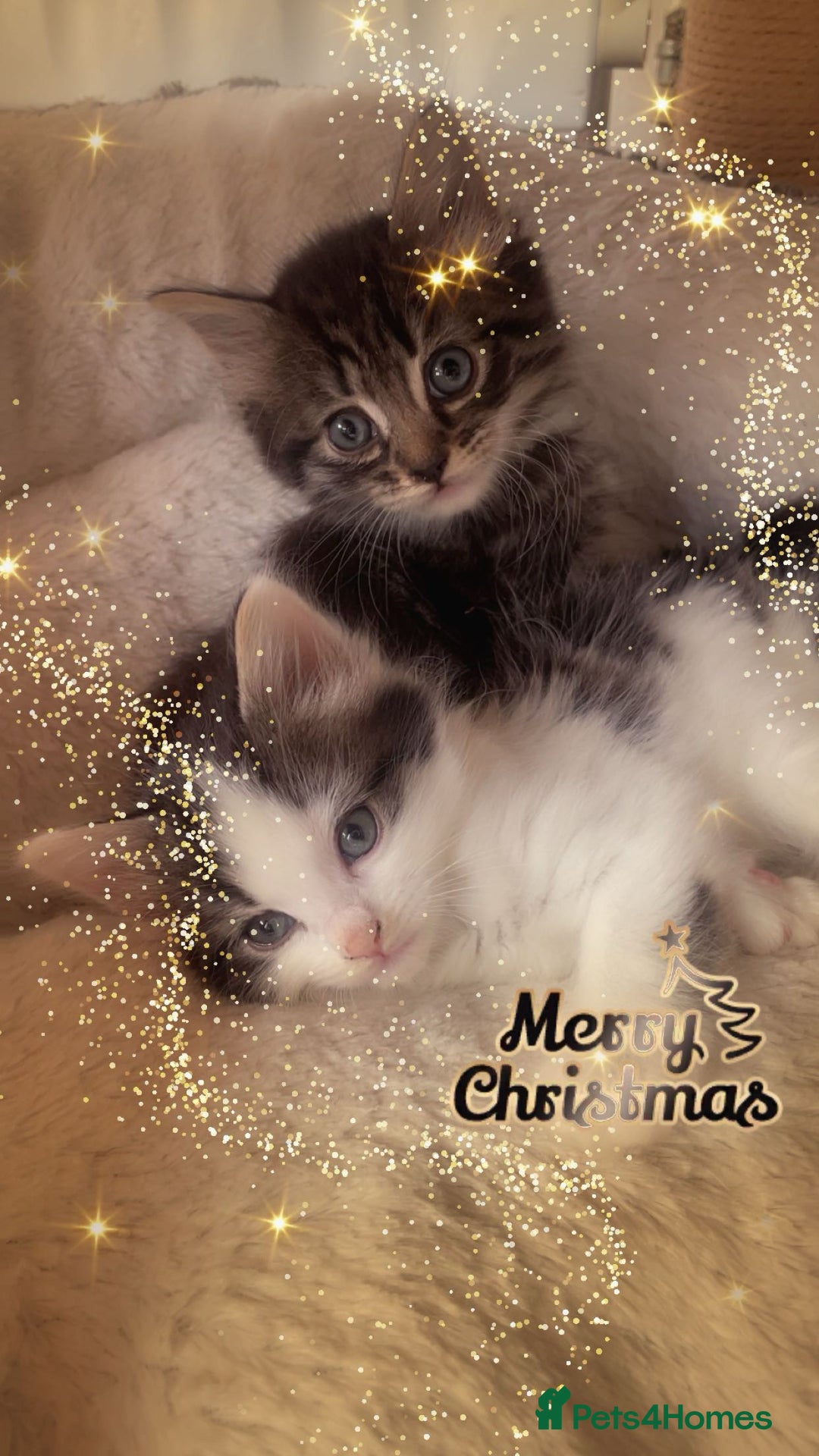 Mixed Breed cats for sale: Cross Turkish vans - Advert 2