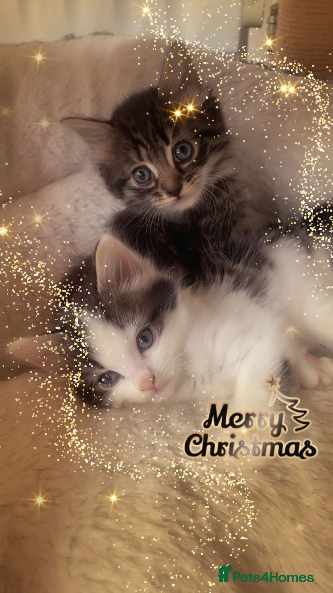 Mixed Breed cats for sale: Cross Turkish vans - Advert 2