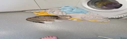 Mixed Breed cats for sale: 6 beautiful baby kittens/ mum x bengal - Advert 1