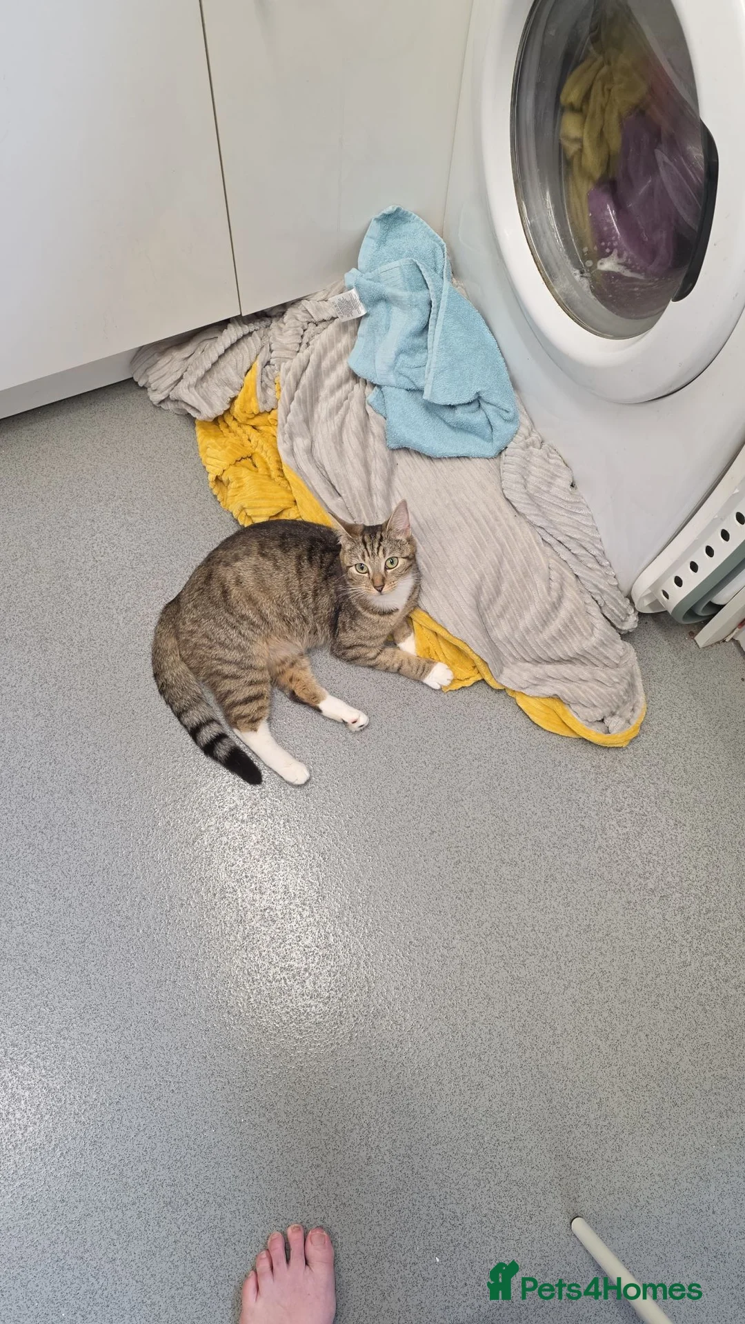 Mixed Breed cats for sale: 6 beautiful baby kittens/ mum x bengal - Advert 1