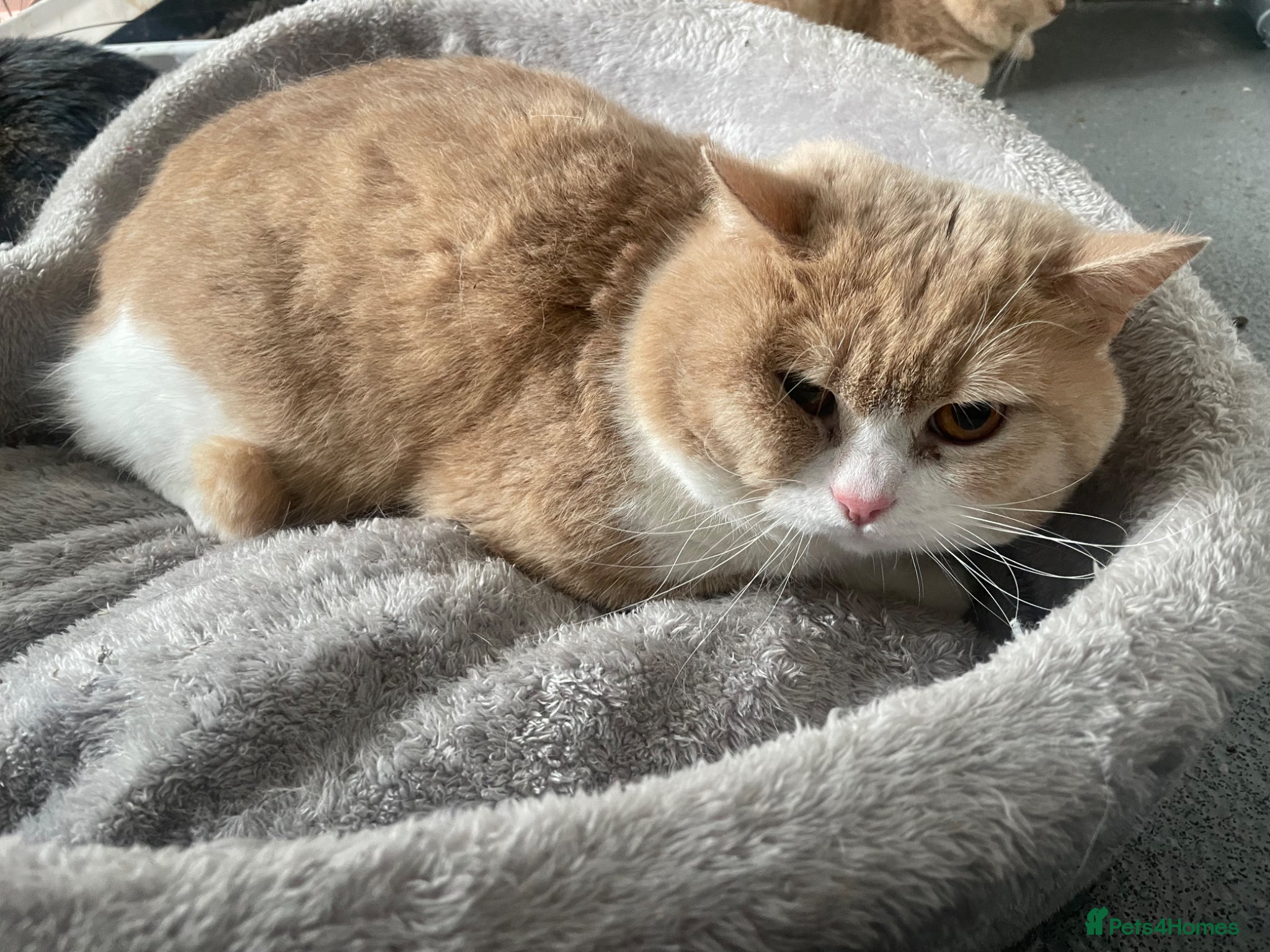 British Shorthair cats Handsome Ginger & White British Shorthair Male - Advert 4