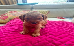 Cavapoo dogs for sale: Black and solid Red Cavapoo therapy pups for sale  - Image 3