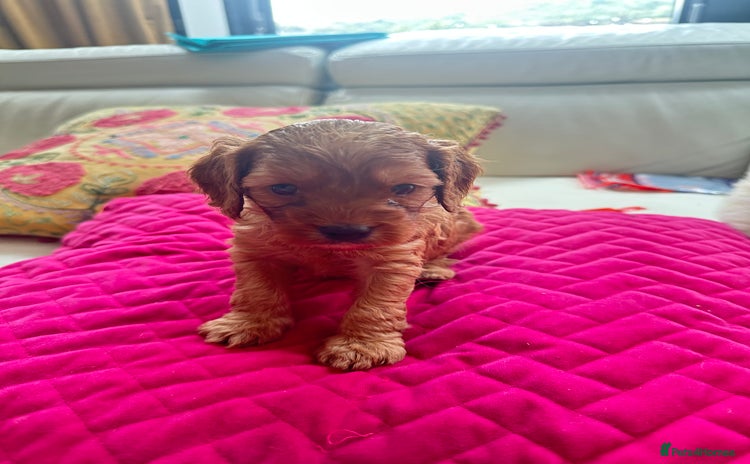 Cavapoo dogs - Advert 10