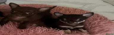 Chihuahua 2