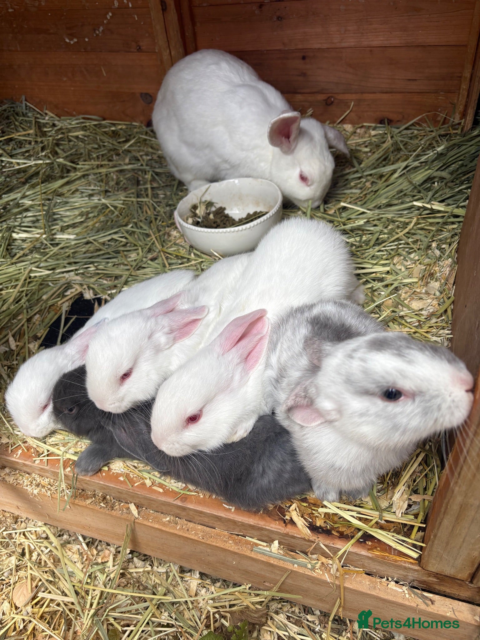 Mixed Breed rabbits 4 beautiful rabbits for sale  - Advert 1