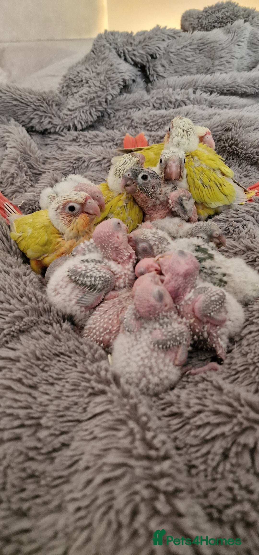 Conures birds for sale: Beautiful fully hand reared conure baby's  - Advert 1