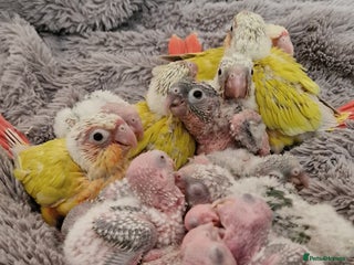 Conures birds Beautiful fully hand reared conure baby's - Advert 2