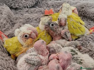 Conures birds Beautiful fully hand reared conure baby's - Advert 2