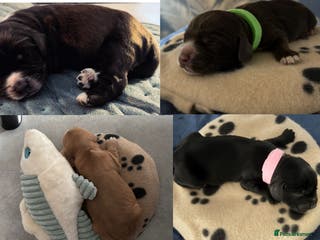 Cocker Spaniel dogs 🐶 COCKER SPANIEL PUPPIES 🐶 - Advert 20
