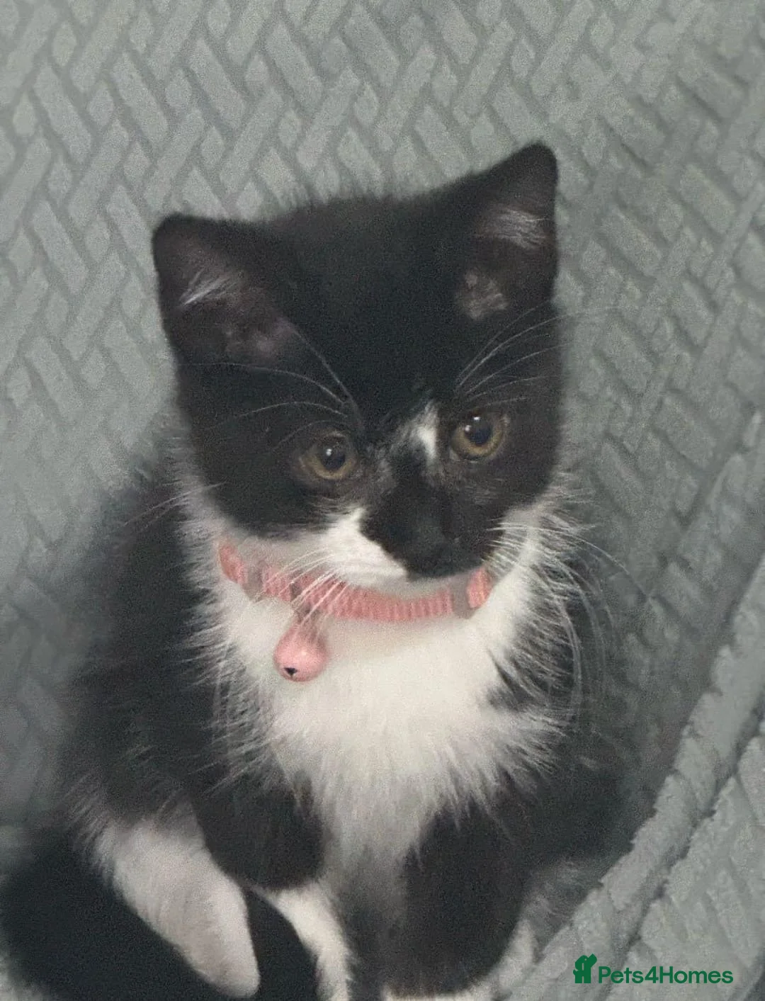 Mixed Breed cats for adoption: Bonded pair of rescue kittens ready for home - Advert 11