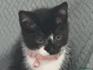 Mixed Breed cats Bonded pair of rescue kittens ready for home - Advert 6