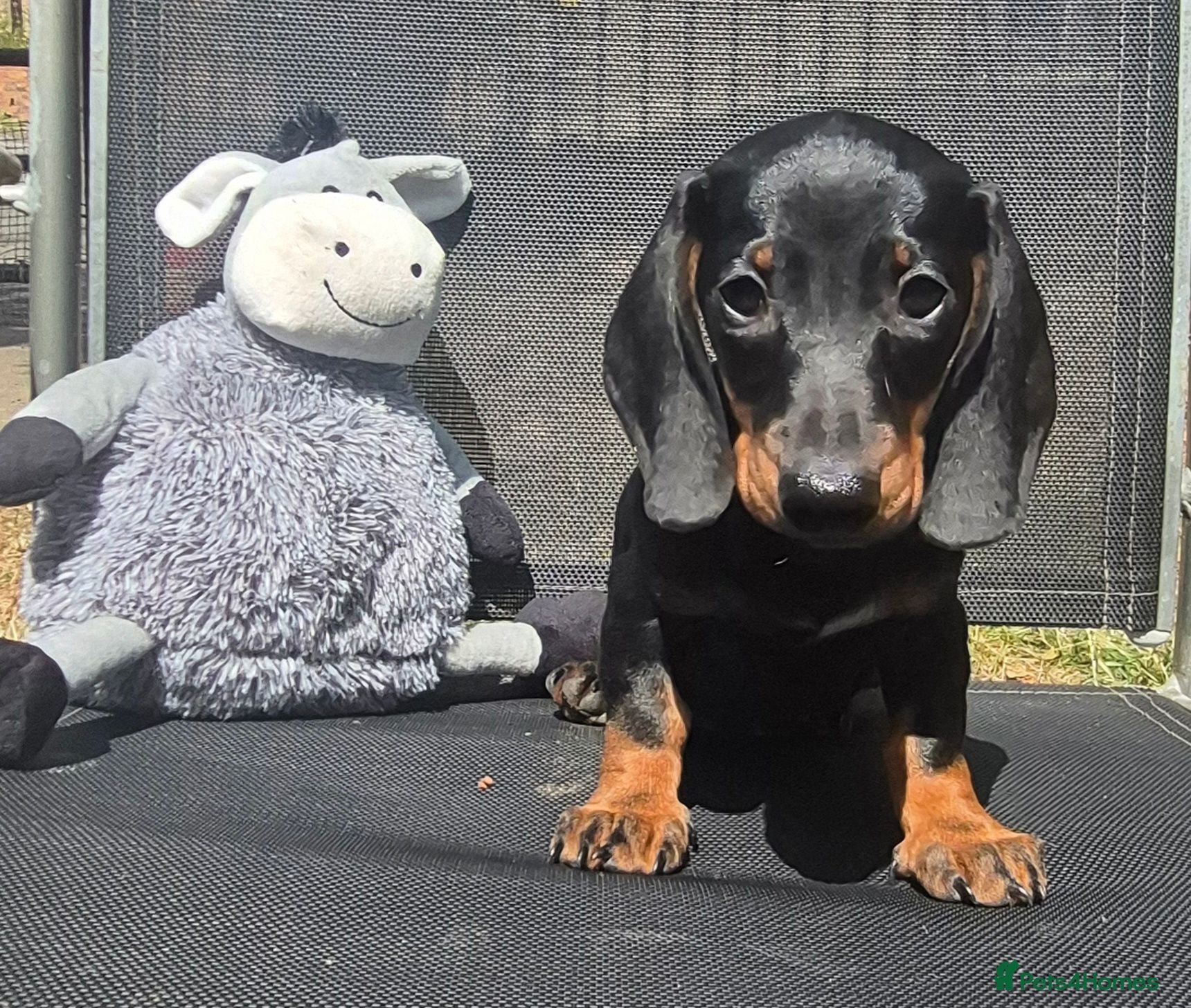 Dachshund dogs Dachund puppies - Advert 12