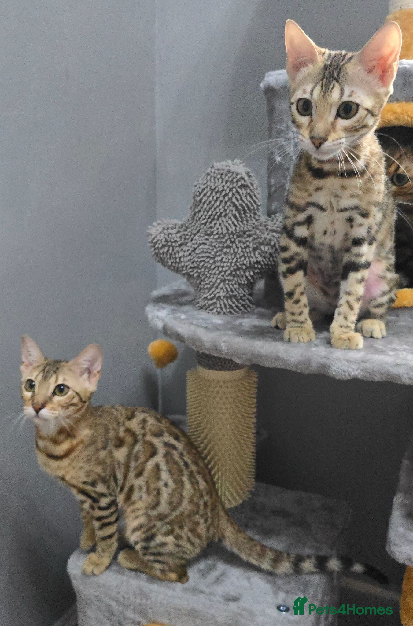 Bengal cats Ready NOW.. need go ASAP - Advert 7