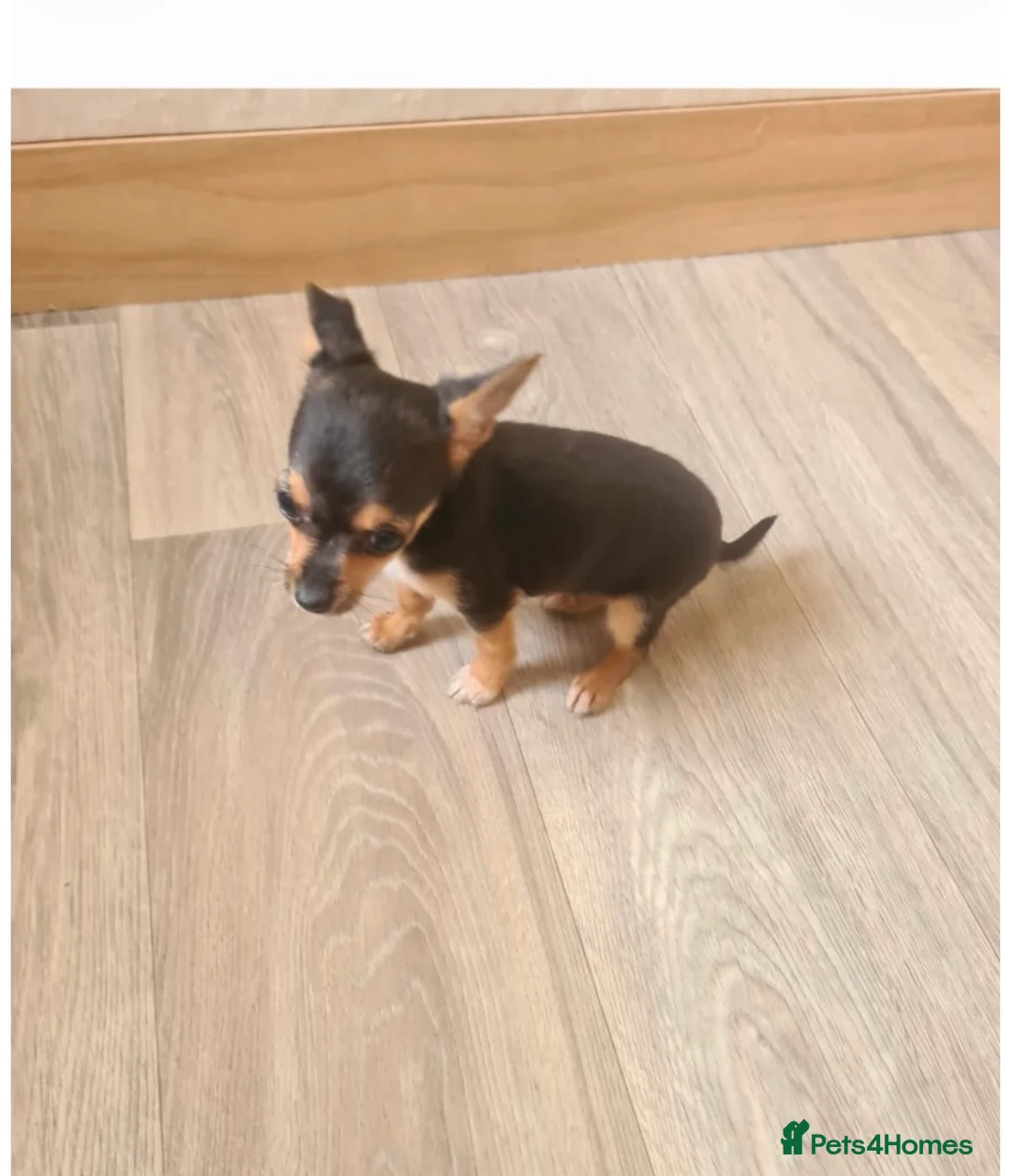 Chihuahua dogs for sale: Minature chihuahuas in Wakefield - Advert 2