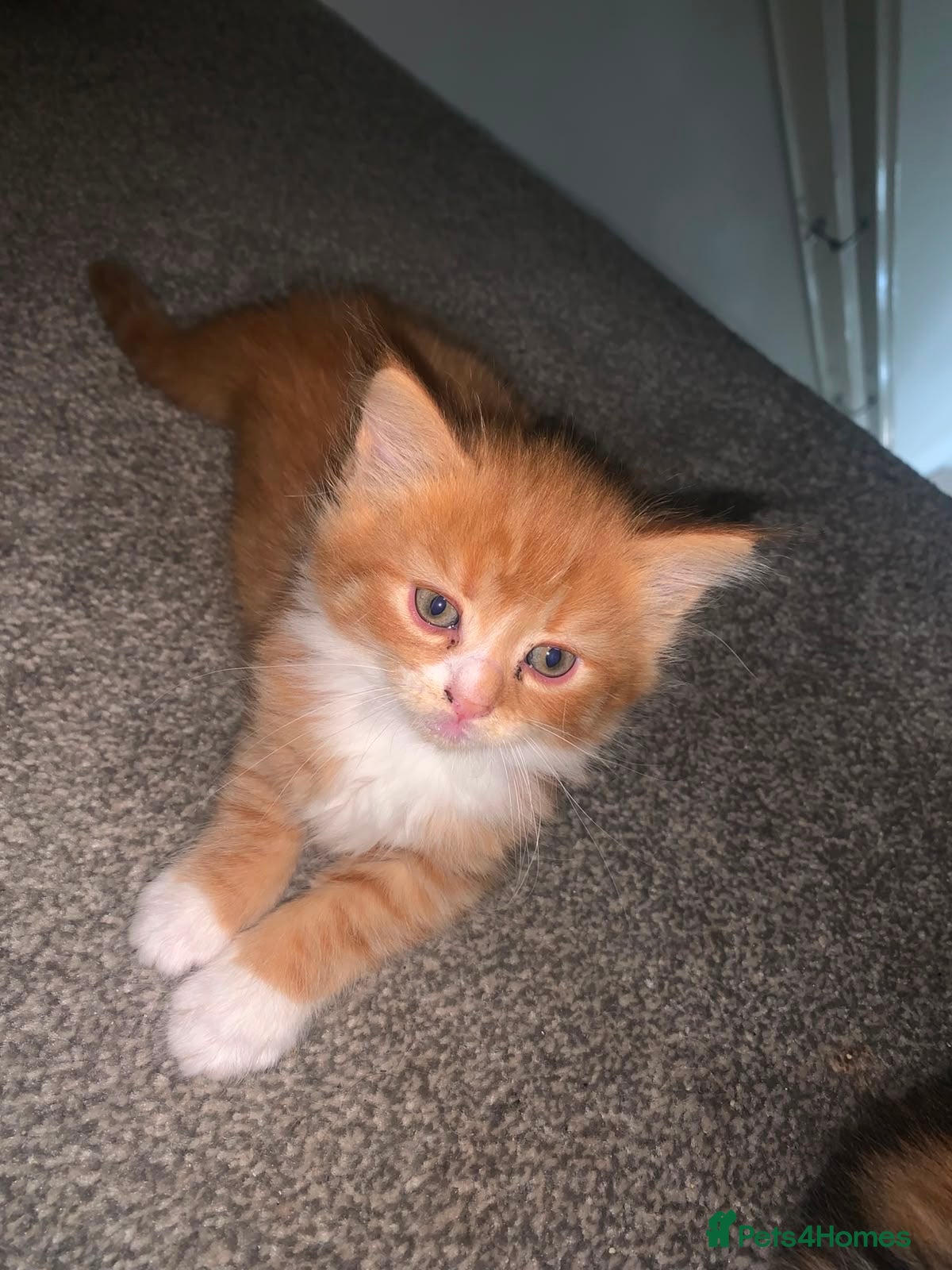 Mixed Breed cats 4 Beautiful kittens - Advert 3